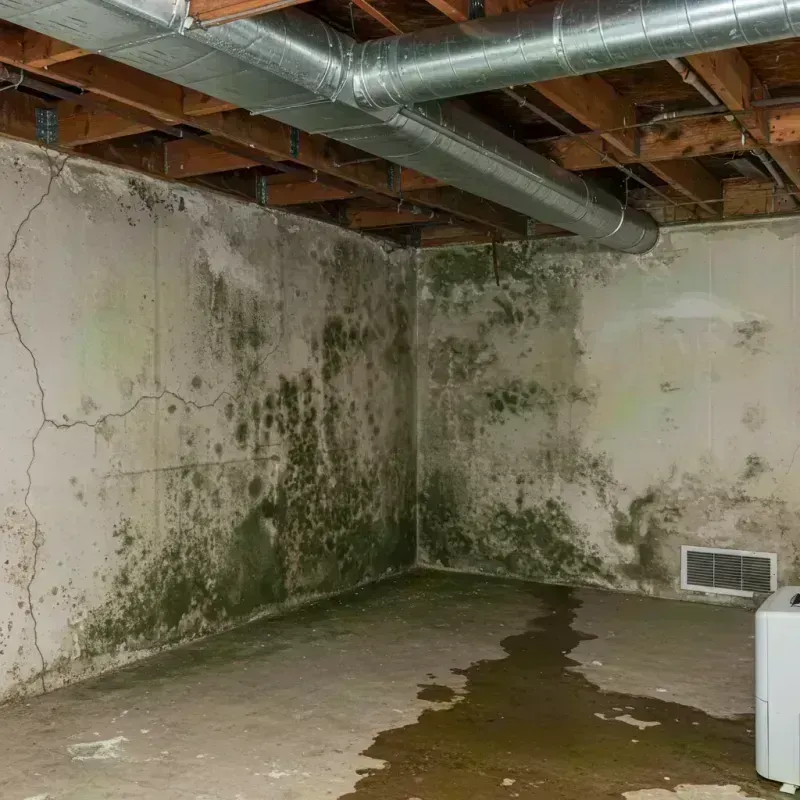 Professional Mold Removal in Bainbridge, OH